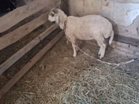 Goats (batch, sex not specified), Goats — photo 2