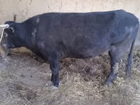 Bulle, Aberdeen-Angus — Foto 2