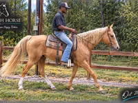 Aygʻir, Palomino — 1-rasm