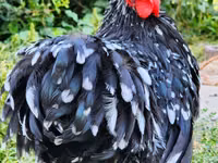 Pekin-Zwerg — Foto 2