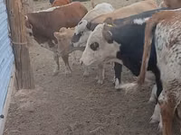 公牛, Simmental cattle — 照片 4