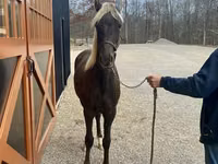 Hengst, Rocky Mountain Horse — Foto 3
