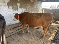 母牛, Latvian Blue cattle — 照片 2