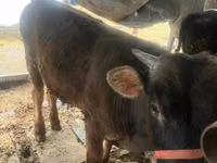 公牛, Cattle — 照片 2