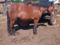 Caballo, Caballos — foto 1