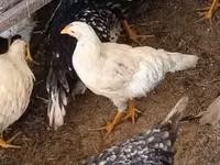Chickens — foto 7