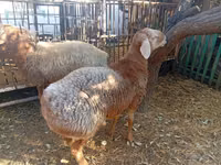 Widder, Hissar sheep — Foto 5