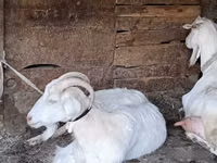母山羊, Goats — 照片 2