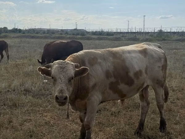 公牛, Simmental cattle — 哈萨克斯坦