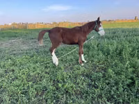Stute, Kyrgyz Horse — Foto 8
