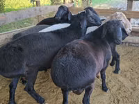كبش, Hissar sheep — الصورة 2