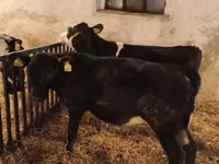 Toro, Russian Black pied cattle — foto 4