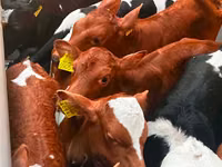 Rinder (Partie, Geschlecht nicht angegeben), Russian Black pied cattle — Foto 5