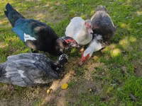 Ducks — Foto 2