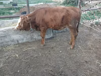 Kuh, Simmental cattle — Foto 5