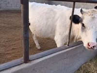 Kuh, Holstein-Rasse — Foto 2