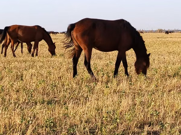 Otlar (partiya, jinsi ko‘rsatilmagan), Horse breed — Qozogʻiston