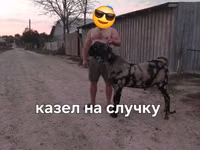 Cabro, Kamori goats — foto 2