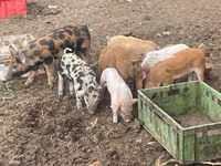 नर सूअर, सूअर — फ़ोटो 1