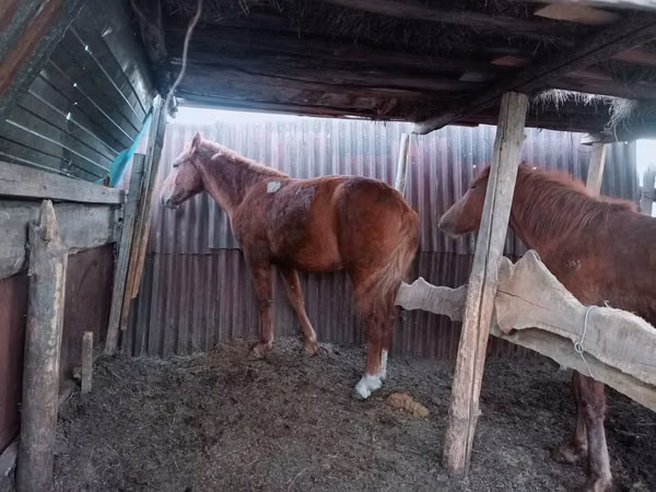 حصان, Kazakh horse