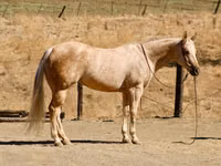 Stute, Quarter Horse — Foto 6