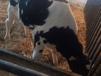 公牛, Cattle — 照片 5