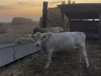 Bulle, Swiss cattle — Foto 1
