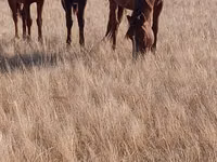 فرس, Horse breed — الصورة 5