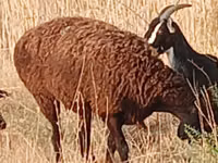 نعجة, Hissar sheep — الصورة 1
