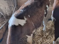 ثور, Simmental cattle — الصورة 1