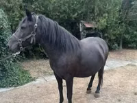 Yegua, Hucul pony — foto 7