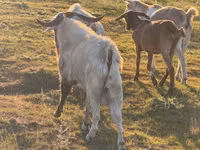 Ziegenbock, Ziegen — Foto 4