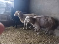 Ziege, Alpine goat — Foto 3