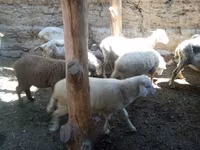 أغنام (دفعة، الجنس غير محدد), الأغنام — الصورة 2