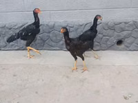 Chickens — Foto 1