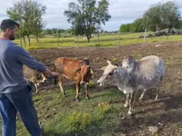 Bulle, Zebu — Foto 5