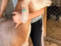 Қошқар, Arashan sheep — 6-сурет