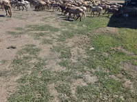 Ram, Hissar sheep — photo 2