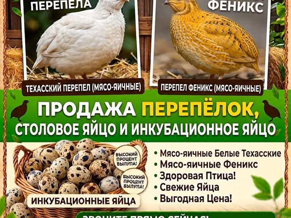 Quails