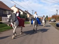 Stute, Lipizzaner — Foto 5
