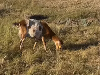 母山羊, Goats — 照片 2