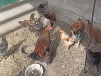 Chickens — الصورة 6