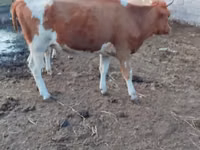 母牛, Simmental cattle — 照片 1