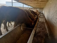 Buqa, Simmental cattle — 2-rasm