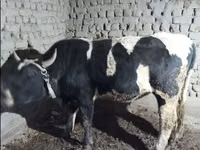 公牛, Cattle — 照片 2