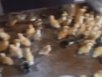 Ducks — الصورة 1
