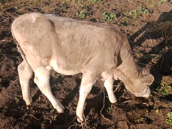 Rinder (Partie, Geschlecht nicht angegeben), Simmental cattle — Kasachstan