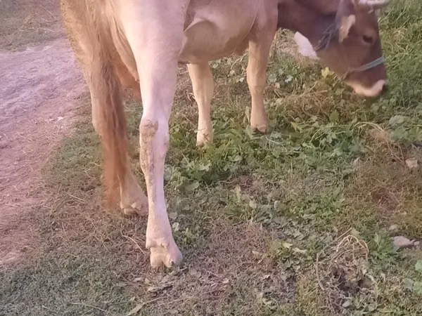 गाय, अलाताऊ नस्ल — कज़ाखस्तान