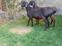 Ram, Arashan sheep — photo 8