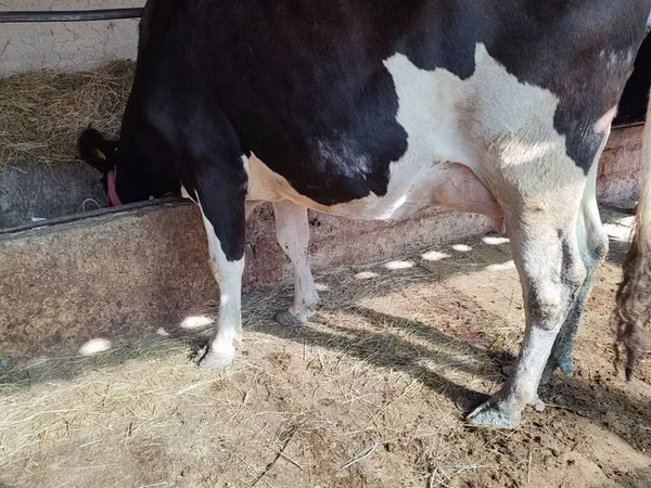 Kuh, Holstein-Rasse